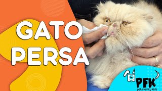 GATO PERSA CUIDADOS GENERALES  PETS FAMILY KIDS [upl. by Tymes]