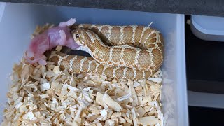 Feeding My 2023 Hognose Snake Hatchlings Reupload [upl. by Nuahsyt]