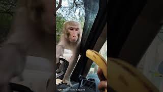 Monkey ka video [upl. by Poppo744]