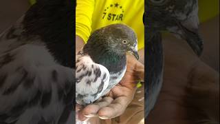 আপনি কি জানেন কবুতরের পা কেন লাল হয় viral viralvideo history trending foryou cute pigeon [upl. by Sara471]