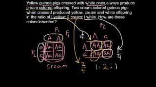 Сenetics of color inheritance in guinea pigs [upl. by Kellie]