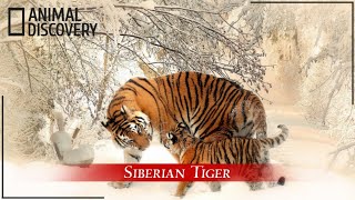 10 Interesting Siberian Tiger Facts  Animal Discovery [upl. by Ardie]