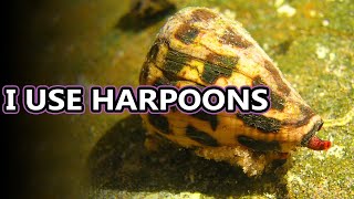 Cone Snail facts some of the deadliest creatures in the ocean  Animal Fact Files [upl. by Rabbaj]