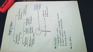 Anti nicotinic drugs Ganglionic blockers [upl. by Liza]