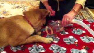 Dog nebulizer  how to start happy [upl. by Golter]