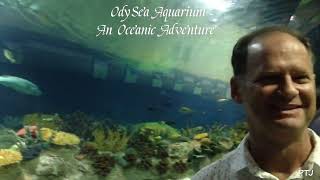 OdySea Aquarium An Oceanic Adventure  Pinoy Tasteful Journeys [upl. by Ardnasirk570]