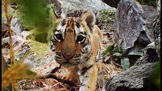 Elephant Films 10 Day Old Tiger Cub Collarwali [upl. by Mundy]