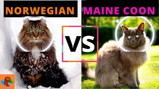 NORWEGIAN FOREST CAT VS MAINE COON CAT Breed Comparison  Detailed A Must Watch [upl. by Einatsed]