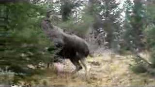 Moose chasing dog [upl. by Trautman]