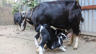 Mother Goat Drinking Milk To Her Baby GoatsHow To Two Hungry Goat Baby Drank His Mother Milk Ep13 [upl. by Hymie]