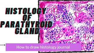 parathyroid gland histology  step by step Drawing  anatomy [upl. by Aneg469]