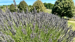 A Trip to Lavender Hill Farm [upl. by Aicelef472]