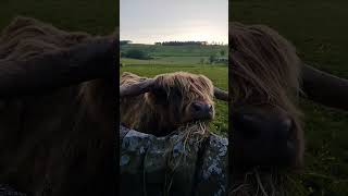 My favourite Highland Cow nature farm field grass thegroundisfood [upl. by Linetta]