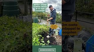 Zoete aardappelen uit eigen moestuin [upl. by Jillian]