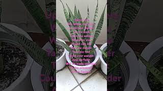 SNAKEPLANT PLANTITA PLANTITO SHORT VIRAL OCEAN [upl. by Anilemrac]