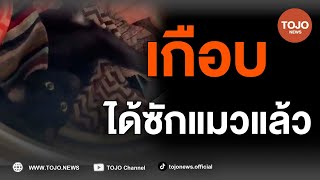 เอ็นดูน้องแมว ชอบนอนในเครื่องซักผ้า เกือบไปแล้วไหมล่ะ  TOJO NEWS [upl. by Arraet]