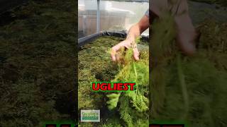 UGLIEST CONVERTING PLANT  PART 2 [upl. by Indnahc]