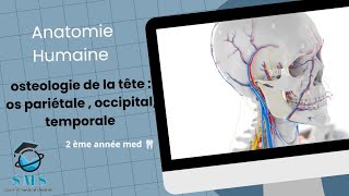 cours dosteologie de la têteos pariétale occipitaltemporale  module danatomie humaine [upl. by Yelyah]