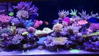 Krzysztof Trycs reef tank  system with NPreducing biopellets part 3 [upl. by Aicercul]