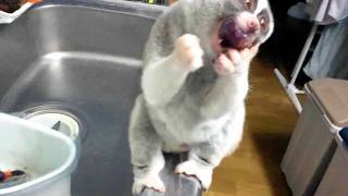 Slow Loris eats the grape [upl. by Ylro278]