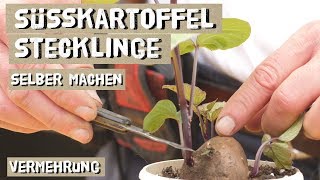 Süßkartoffeln über Stecklinge vermehren  Anleitung Triebstecklinge Kopfstecklinge [upl. by Grew]