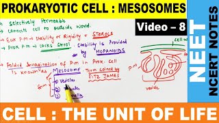 What is Bacterial MesosomesStructureTypesFunctions in Hindi  Class 11  NCERT Notes hindi  NEET [upl. by Anawad]