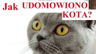 Jak udomowiono KOTA [upl. by Mccoy]