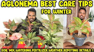 Aglaonema plants winter care fertilizer repotting soil mixwater requirementsvalentine aglaonema [upl. by Wilde336]