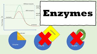 Enzymes  How Enzymes Work  Enzyme kinetics [upl. by Lednic]