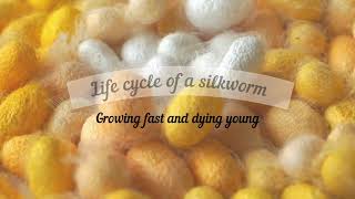 Life cycle of a silkworm  From the egg to an adult moth  Silk production Bombyx mori [upl. by Ecinna]