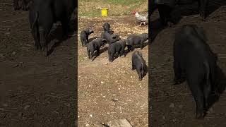 Piglets Little Turds Lol homestead piglets pigs largeblackhogs [upl. by Maxey945]