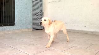 Cachorro labrador 6 meses [upl. by Avilys]