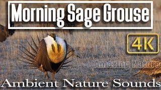 4K  1 HR  of Sage Grouse Lek Dancing  Soothing Sounds of Nature on the Prairie [upl. by Yewed]