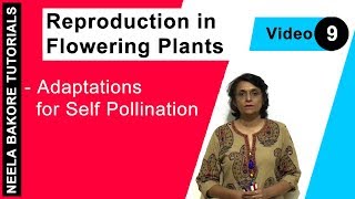 Reproduction in Flowering Plants  NEET  Adaptations for Self Pollination  Neela Bakore Tutorials [upl. by Faustine]