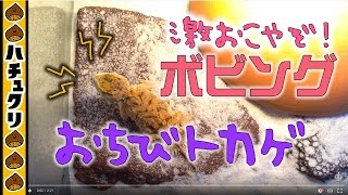 トカゲ激おこ！親子で威嚇する★ゼノガマの親子ボビング Xenagama taylori HeadBobbing【爬虫類ペット】 [upl. by Yerrok]