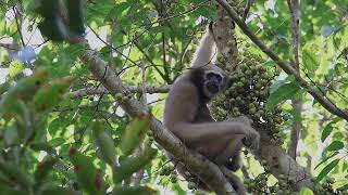 Hoolock gibbon  November 2023  Moulvibazar [upl. by Ynney619]