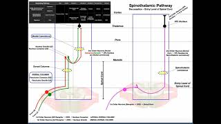 The Spinothalamic Pathway EXPLAINED  Pain amp Temperature [upl. by Kiele]