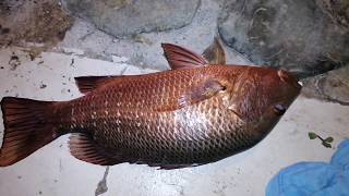 dubai maktoum bridge Fishing 1450g Snapper [upl. by Roxine]