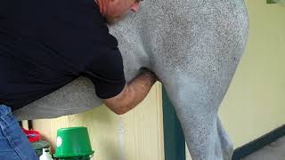 Cleaning the sheath in difficult horses [upl. by Alvy846]