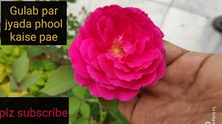 How to get maximum flowers on rose plant gulab k paudhe ki care  how to prepare rose for winter [upl. by Delly315]