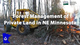 Forest Management of Private Land Impacted by Spruce Budworm in NE Minnesota [upl. by Eedrahs884]