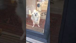 Japanese Spitz meets his owner from work barking spitz japanesespitz barking [upl. by Kaehpos]