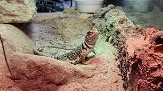 Eastern collared lizards [upl. by Airottiv]