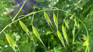 Fiori di Bach  Wild Oat  Avena Selvatica Bromus Ramosus L [upl. by Nagaet]