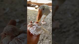 My goose wants to eat my baby dove relaxing goose dove farming [upl. by Iilek375]