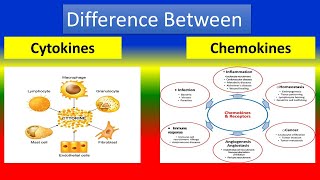 Difference Between Cytokines and Chemokines [upl. by Pietra187]