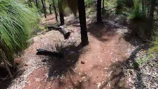 241027 MTB Jarrahdale Fox to YBR [upl. by Nireil]