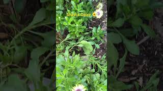 Shasta Daisy 🌼 in the garden  love flowers [upl. by Kinzer]