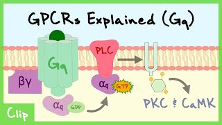 Gq Pathway Of GProteinCoupled Receptors Explained  Clip [upl. by Nitsreik]