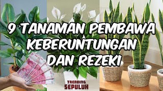 9 Tanaman Pembawa Keberuntungan Dan Rezeki  Dijamin manjur dan dapat mengusir energi negatif [upl. by Acnoib144]